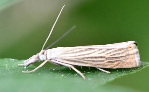 Réf. 285 830 : Chrysoteuchia culmella